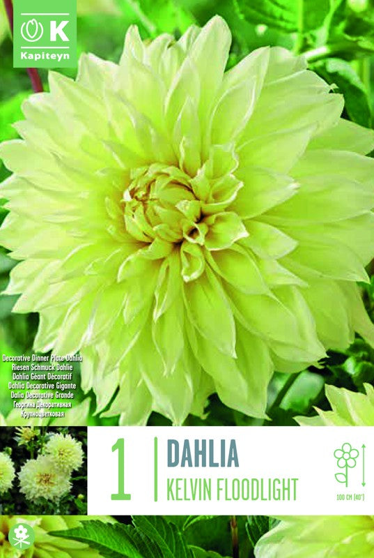 Dahlia KEVIN FLOODLIGHT X1 I