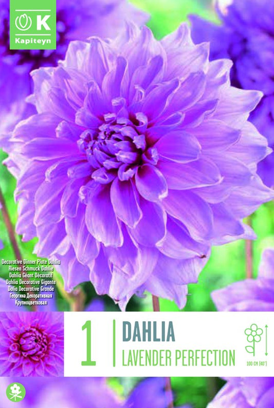 Dahlia LAVENDER PERFECTION X1 I