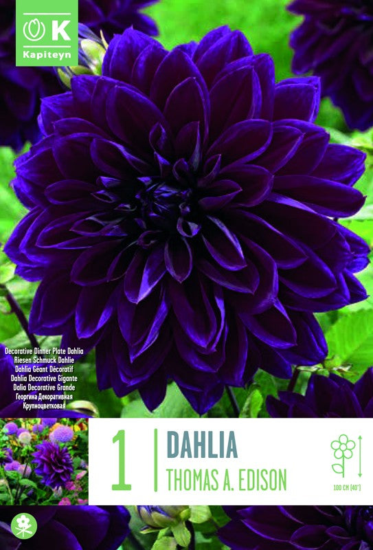 Dahlia THOMAS A. EDISON X1 I