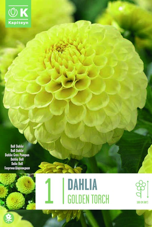 Dahlia GOLDEN TORCH X1 I