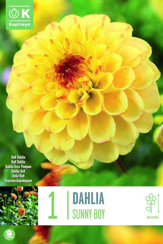 Dahlia SUNNY BOY X1 I