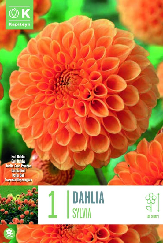Dahlia SYLVIA X1 I