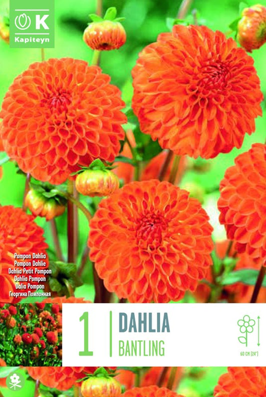 Dahlia BANTLING X1 I