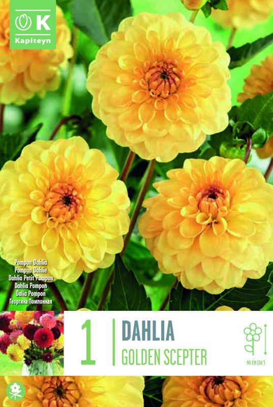 Dahlia GOLDEN SCEPTER X1 I