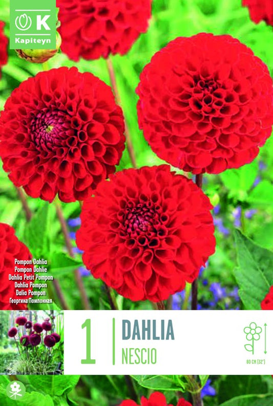 Dahlia NESCIO X1 I