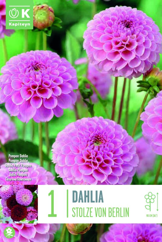 Dahlia STOLZE VON BERLIN X1 I