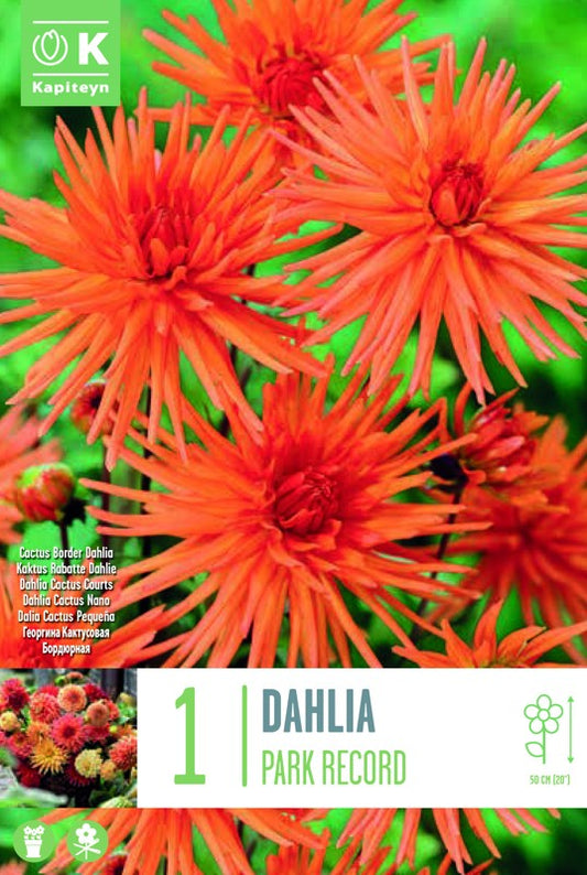 Dahlia PARK RECORD X1 I