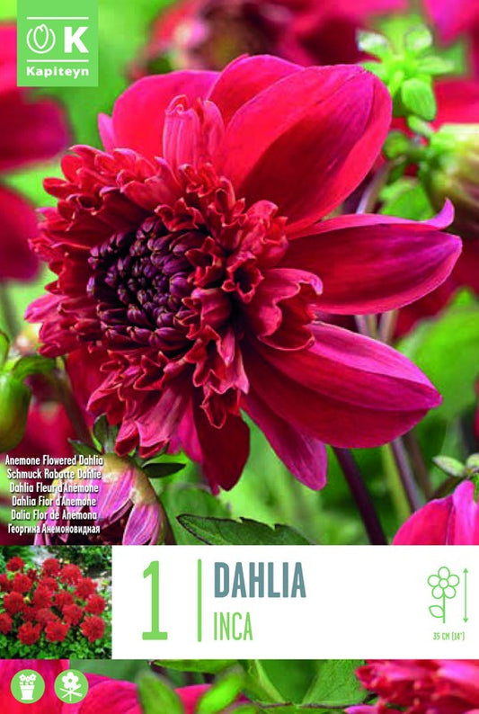 Dahlia INCA X1 I