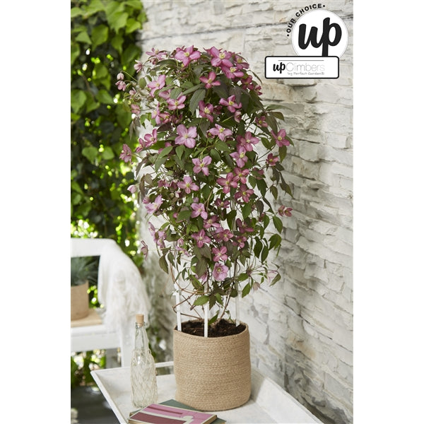 Clematis Montana mix / 5ltr , 75cm tall-Easy Garden Centre