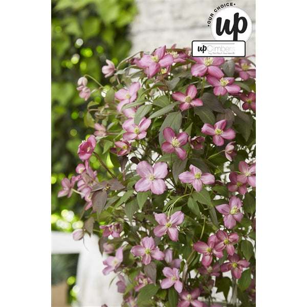 Clematis Montana mix / 5ltr , 75cm tall-Easy Garden Centre