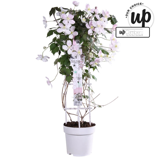 Clematis Montana mix / 5ltr , 75cm tall-Easy Garden Centre