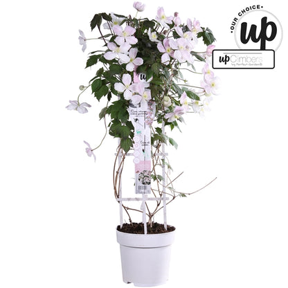 Clematis Montana mix / 5ltr , 75cm tall-Easy Garden Centre