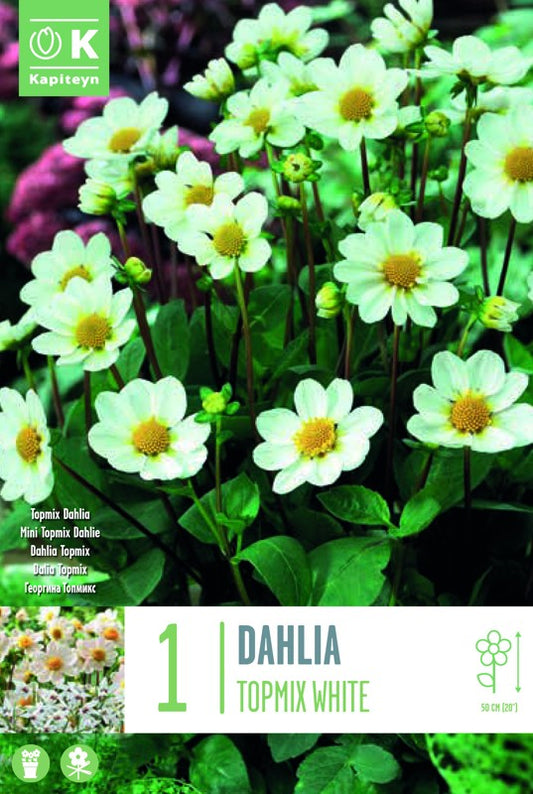 Dahlia TOPMIX WHITE X1 I