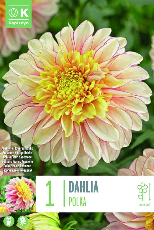 Dahlia POLKA X1 I