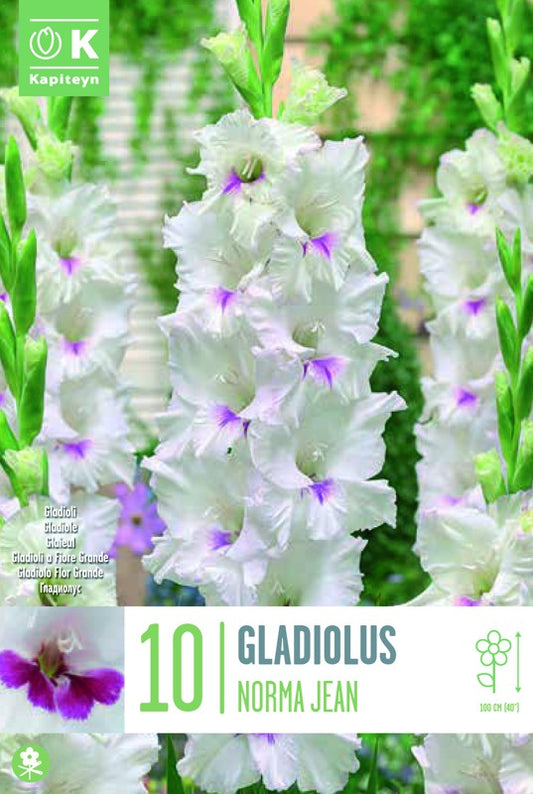 Gladiolus NORMA JEAN X10 12/14