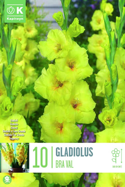 Gladiolus BRA VAL X10 12/14