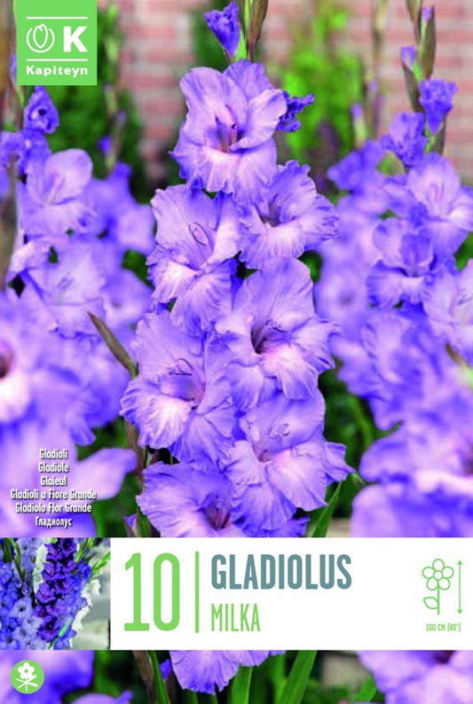 Gladiolus MILKA X10 12/14