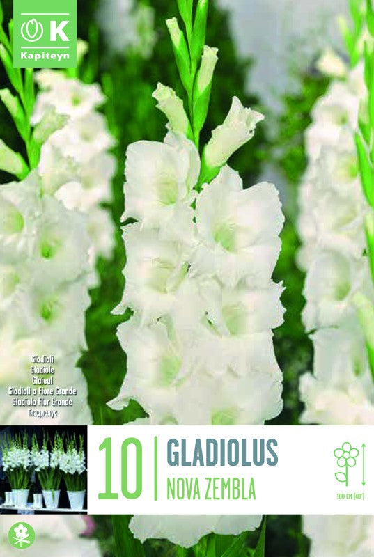 Gladiolus NOVA ZEMBLA X10 12/14