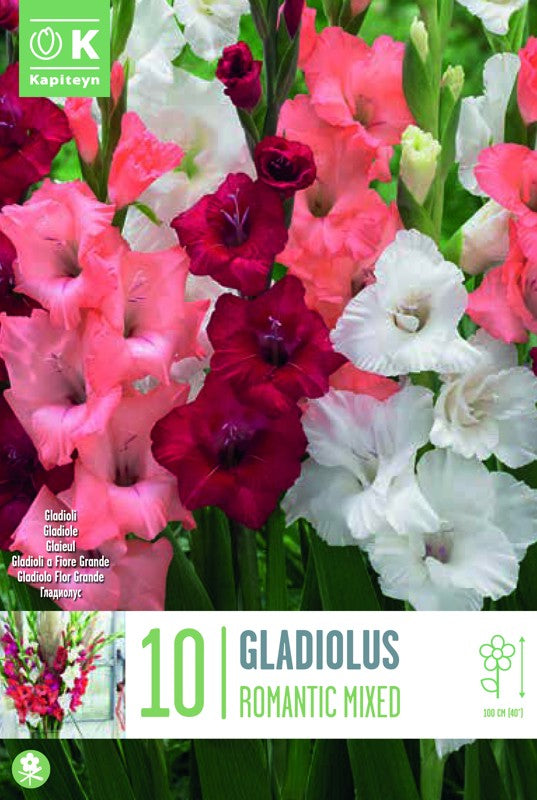 GLADIOLUS ROMANTIC MIXED X10 12/14