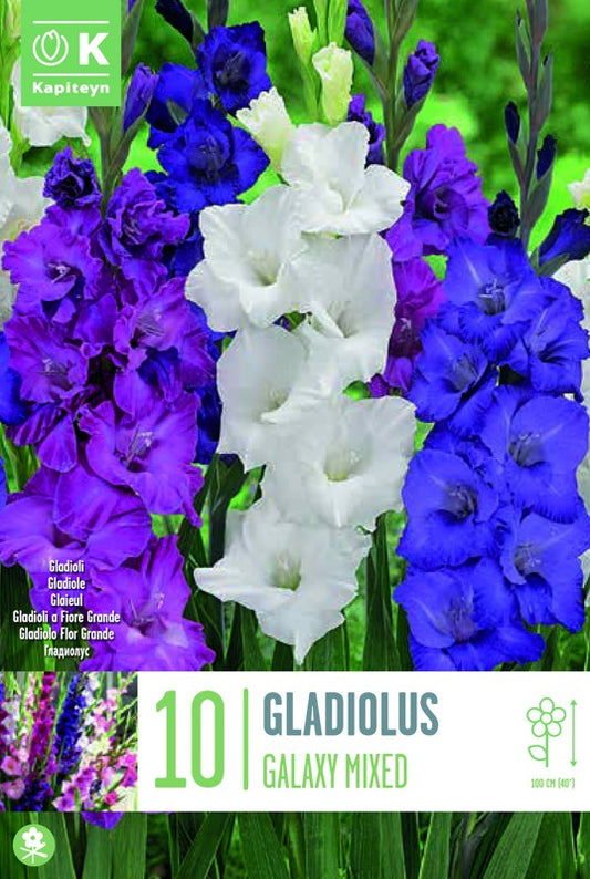 GLADIOLUS GALAXY MIXED X10 12/14