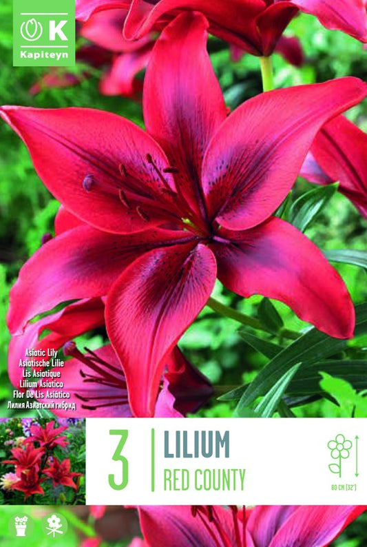 Lilium (lily) RED COUNTY X3 16-18