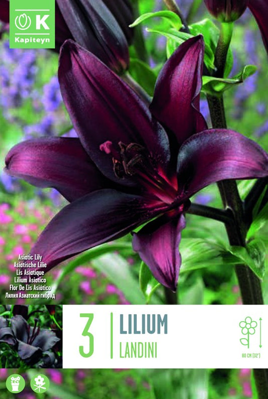 Lilium (lily) LANDINI X3 16-18