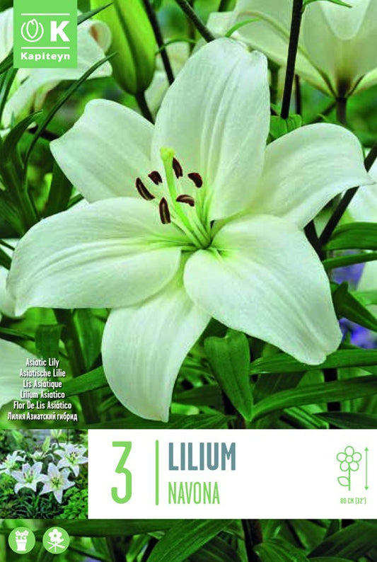 Lilium (lily) NAVONA X3 16-18