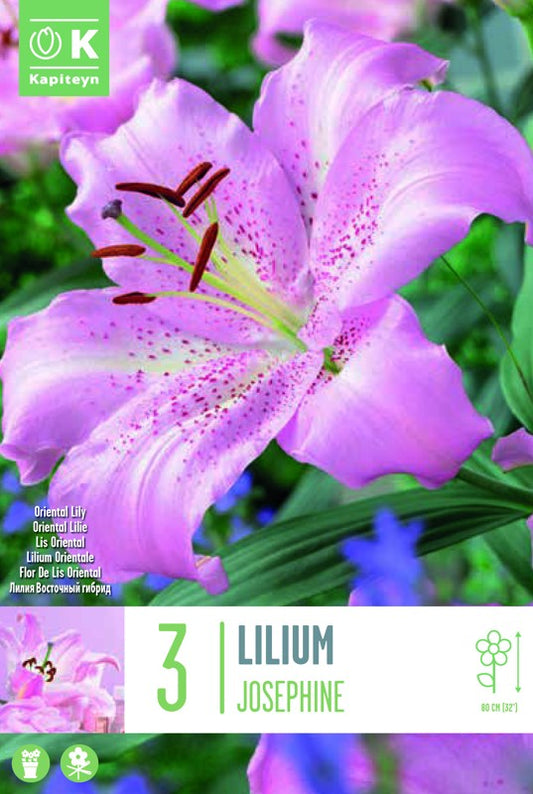 Lilium (lily) JOSEPHINE X3 16-18
