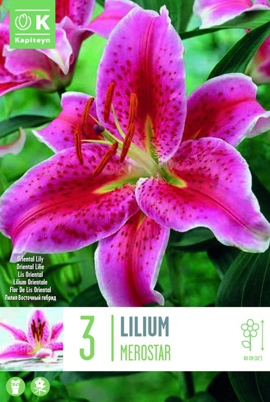 Lilium (lily) MEROSTAR X3 16-18