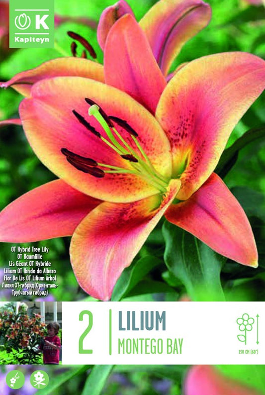 LILIUM MONTEGO BAY X2 16/18