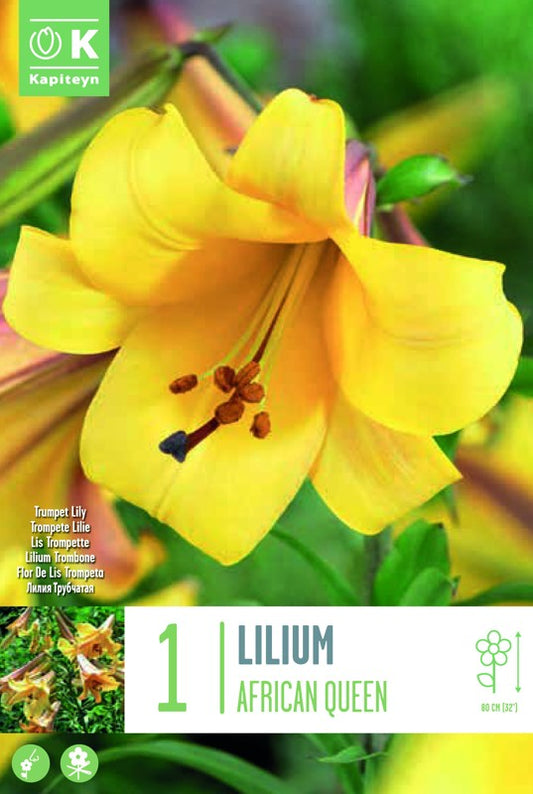 Lilium (lily) AFRICAN QUEEN X1 20-24