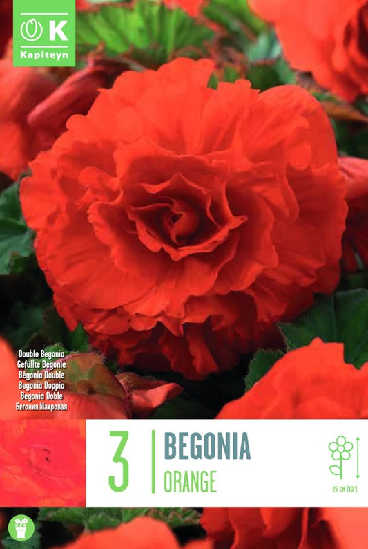 Begonia DOUBLE ORANGE X3 5-6
