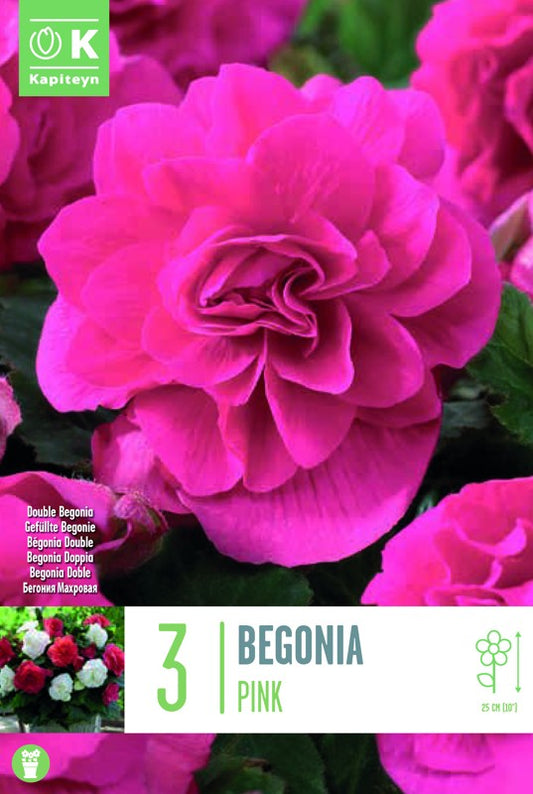 Begonia DOUBLE PINK X3 5-6