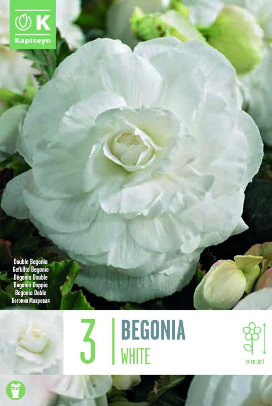 Begonia DOUBLE WHITE X3 5-6