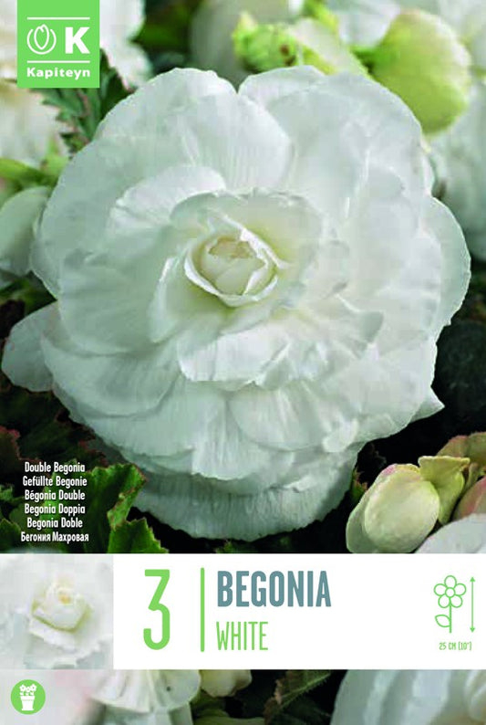 Begonia DOUBLE WHITE X3 5-6