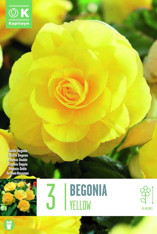 Begonia DOUBLE YELLOW X3 5-6