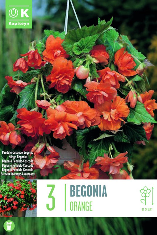 Begonia PENDULA CASCADE ORANGE X3 5-6