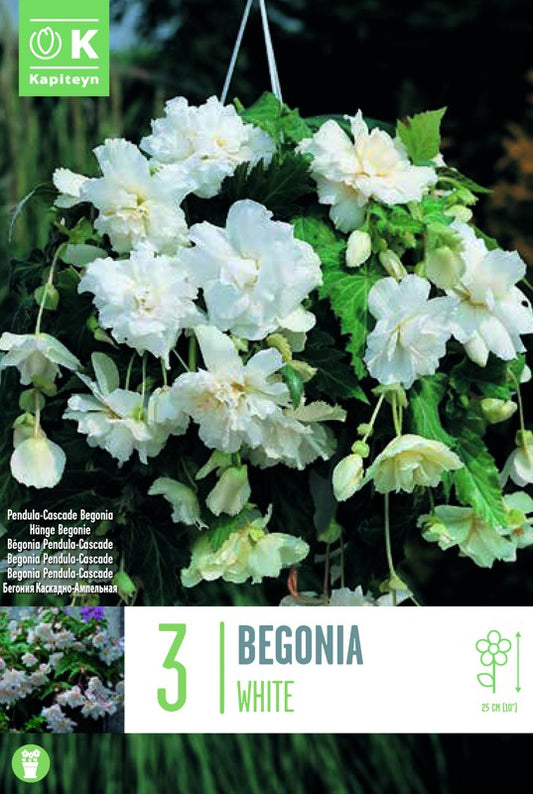 Begonia PENDULA CASCADE WHITE X3 5-6