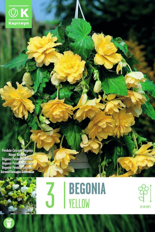 Begonia PENDULA CASCADE YELLOW X3 5-6