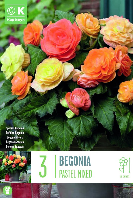 Begonia COMPACTA PASTEL MIX X3 5/6