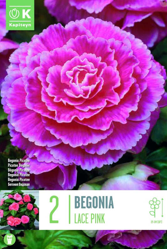 BEGONIA PICOTEE LACE PINK X2 4/+