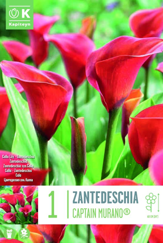 Zantedeschia (Calla Lily) CAPTAIN MURANO« X1 14/16