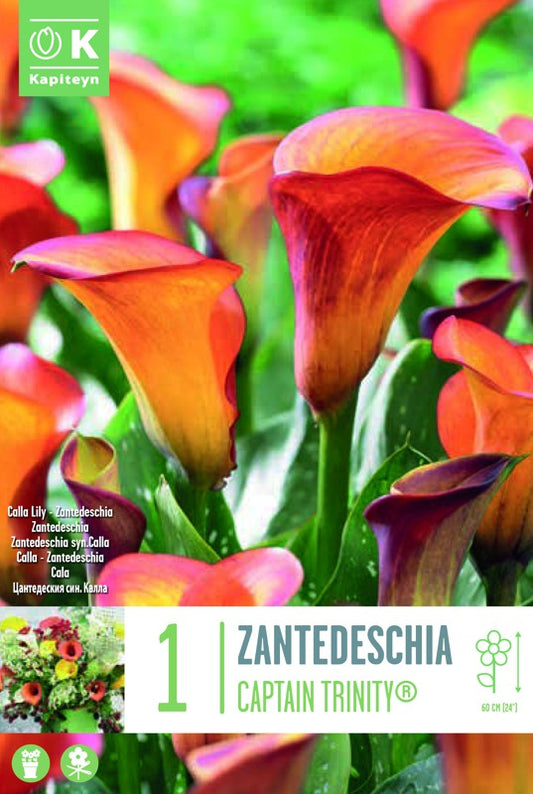 Zantedeschia (Calla Lily) CAPTAIN TRINITY« X1 14/16