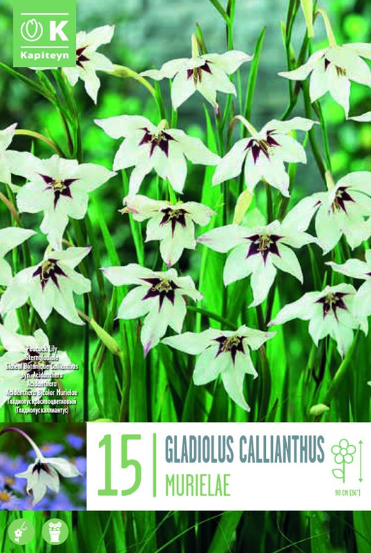 GLADIOLUS CALLIANTHUS X15 6-8