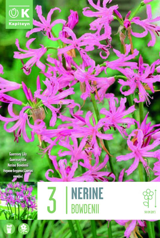 NERINE BOWDENII X3 12/+