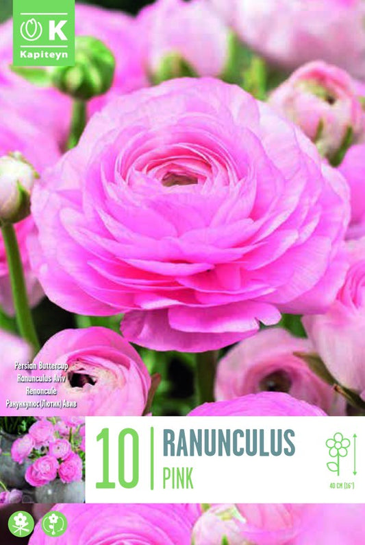 RANUN. AVIVPINK X10 6/7
