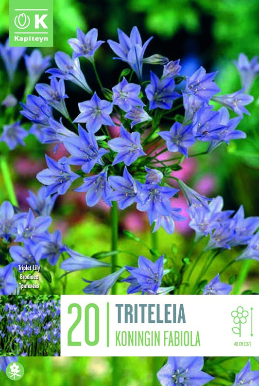 TRIT. KON.FABIOLA X20 5/+