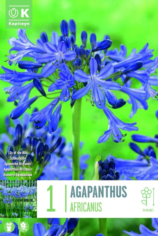 Agaphanthus AFRICANUS I X1