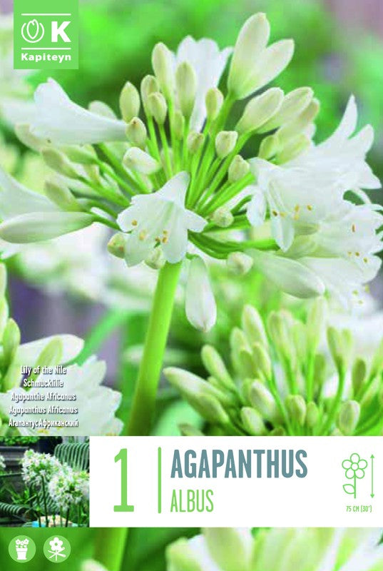 Agaphanthus AFRICANUS ALBUS I X1