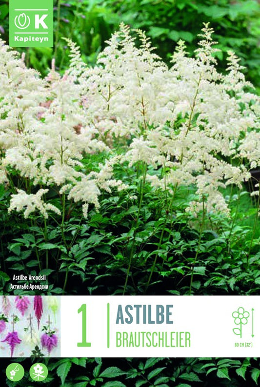 ASTILBE BRAUTSCHLEIERX1 I